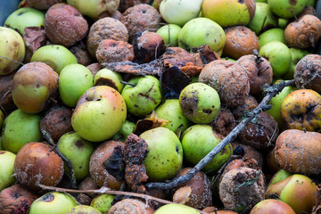 A bunch of rotten apples in the garden close up shot.