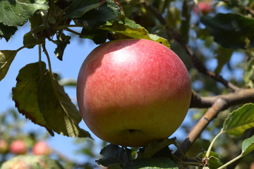 Mature juicy apples hanging on a branch