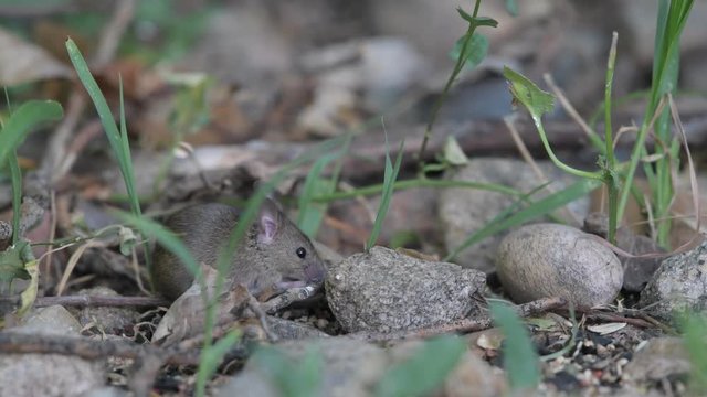 An Adorable House Mouse Eating and Foraging 