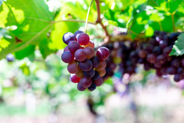 Bunch of grapes in the garden