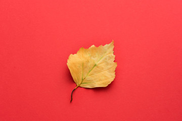 yellow leaf, withered leaf, on the red background with copy space, for advertising, top view