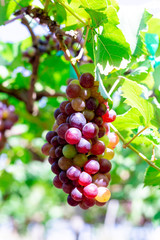 Bunch of grapes in the garden