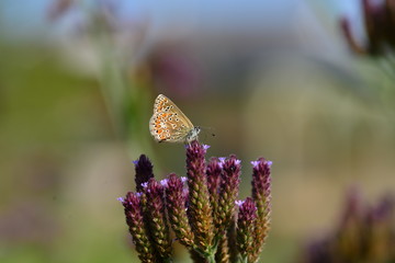 Brown Argus Butterfly, U.K.
Female insect.