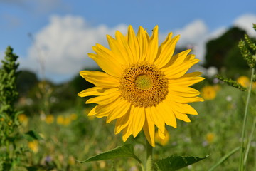 Sunflower crop, U.K.
Summer plant.