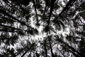 looking up at trees in the sky