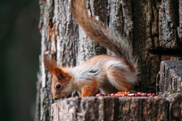 Cute ginger grey red squirrel eat nut in a park on a stump a tree in a public street. 