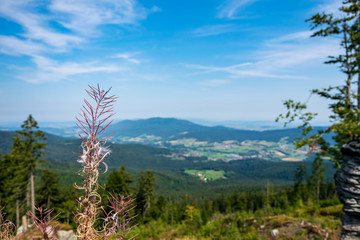 Isolated plant with the bavarian forest in the background with clouds on the sky and mountains behind