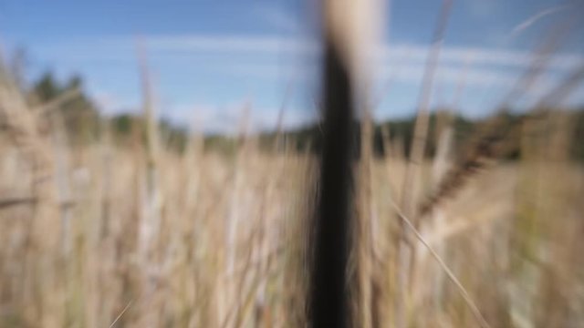 Walking through wheat field 4, Aubrac valley, Lozere, France