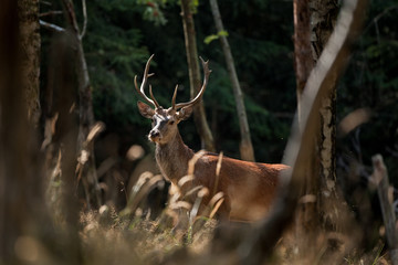 red deer, cervus elaphus, Czech republic