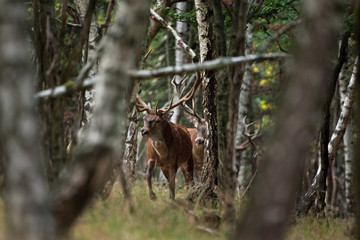 red deer, cervus elaphus, Czech republic