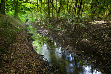 River in a forest