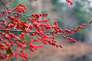 red berries in the woods in the winter