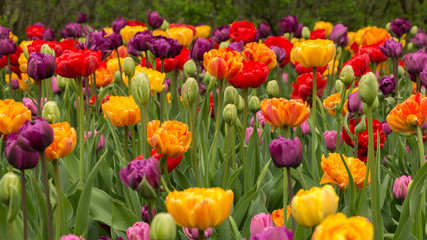 Abundant colorful Tulip flowers in springtime in the rain background