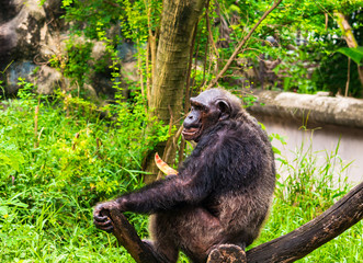 Obraz premium Chimpanzee is eating delicious fruit.