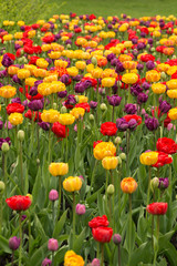 Abundant colorful Tulip flowers in springtime in the rain background