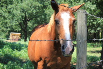 Fototapeta premium recinto con cavallo