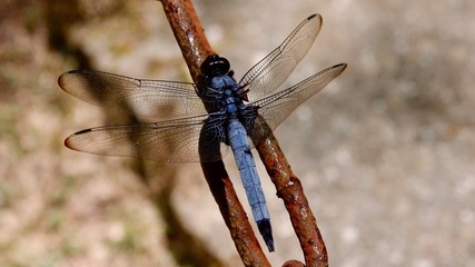 Libelle auf verrosteter Kette, close-up, Großaufnahme © Omm-on-tour