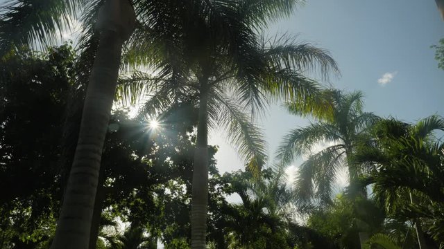 Low-angle wide shot of palmtrees and sky with clouds and sun glare