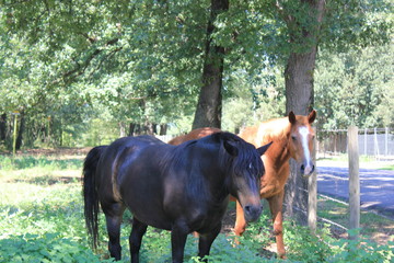 sfondo di alberi con cavalli nel recinto