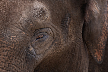 Trauriges Auge eines Elefanten