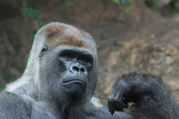 Gorilla