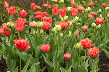 Abundant colorful Tulip flowers in springtime in the rain background