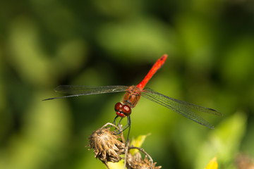 Nahaufnahme einer Feuerlibelle