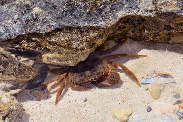 marine cancer hidden between the rocks.