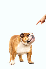English Bulldog red white color adult stands on light background
