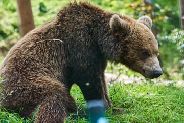 zwei Braunbären spielen