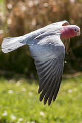 Australian Galah bird flying. Close-up of pink cockatoo in flight.
