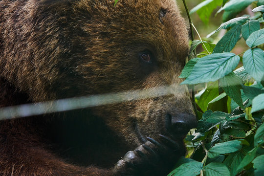 essender Braunb&auml;r
