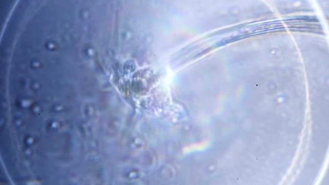 Algae life filmed under a microscope super macro