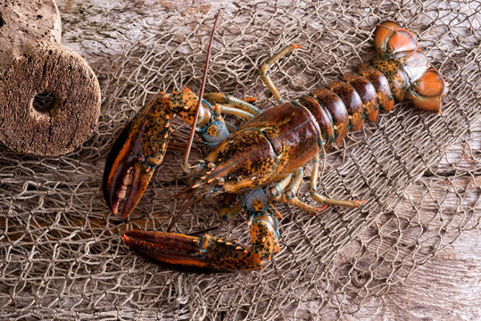 Live Atlantic Lobster