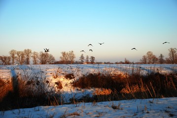 Kaczki zimą © MartaSzloser