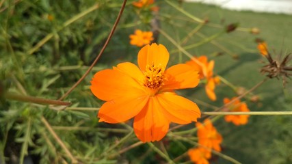 Orange flower