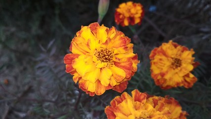 Beautiful colorfull flower