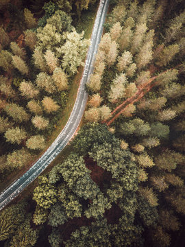 Asphalt and rural rod in woods