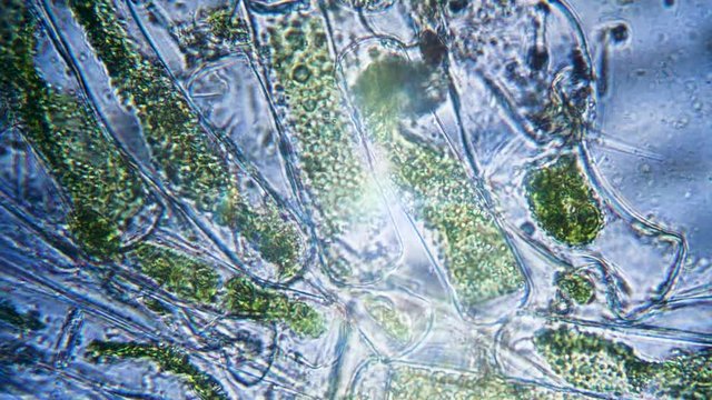 Algae life filmed under a microscope super macro