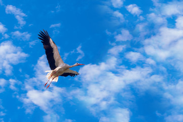 Stork flying against the background of a blue sky