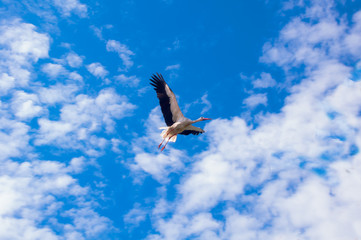 Stork flying against the background of a blue sky