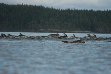 Obraz premium Large pod of dolphins swimming in British Columbia waters