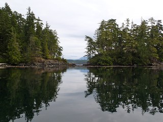 Cloudy day with calm water and green trees and logs