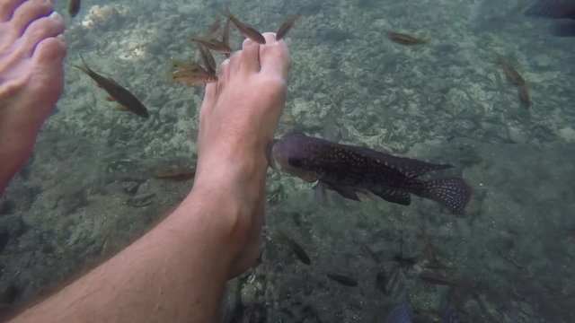 Fish pedicure, dead skin of feet is eaten by small fish