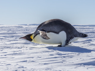 An Emperor Penguin about to stand-up