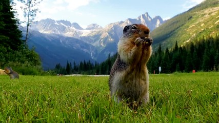 Columbian ground squirrel (Urocitellus columbianus) at burrow entrance in Canada - Powered by Adobe