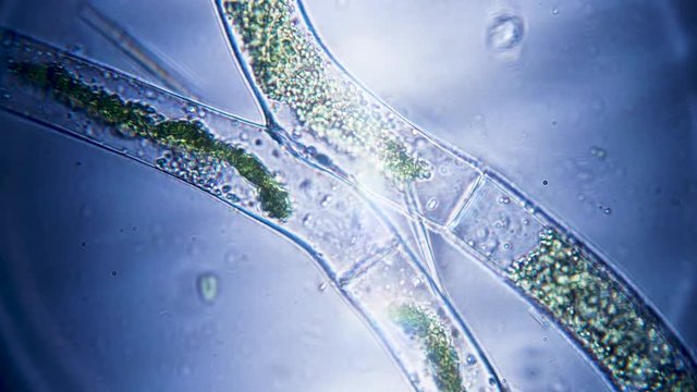 Algae life filmed under a microscope super macro