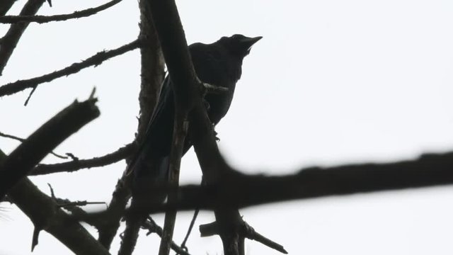 Crow jumps off branch and flies away in slow motion
