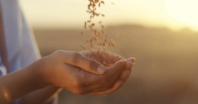 Close up of the kid's hands in which old male hands pouring a handfull of grain. At the field on a sunset or a dawn.