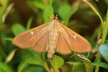 Buchsbaumzünsler dunkel